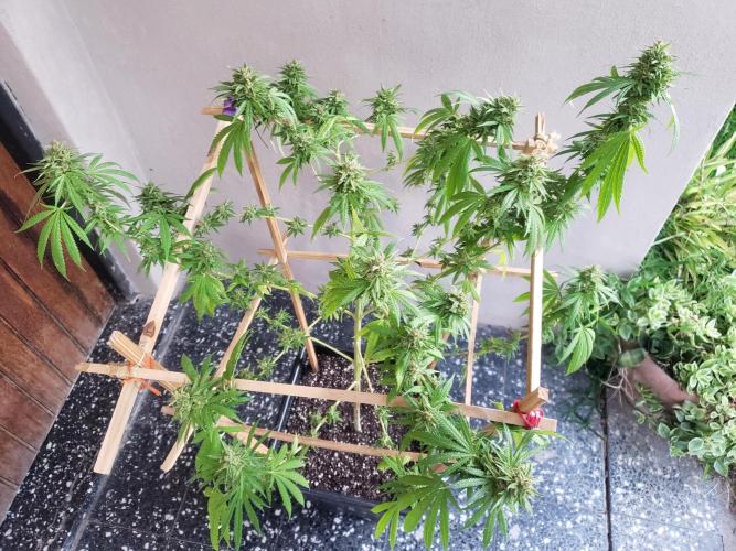 Gorilla Cookies FF - Outdoor 2026. Week 18