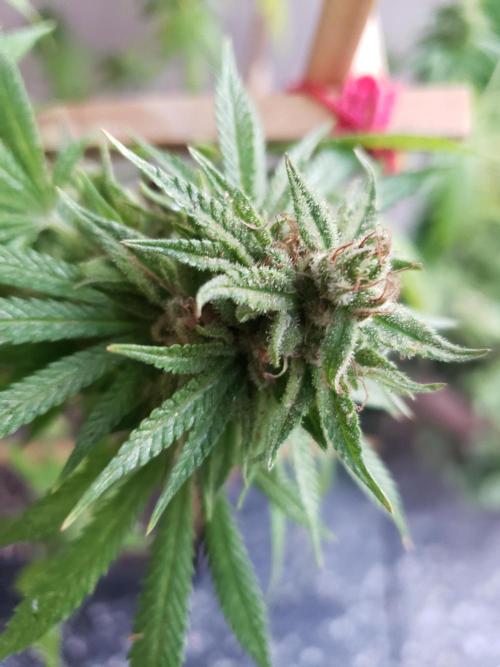 Gorilla Cookies FF - Outdoor 2026. Week 18