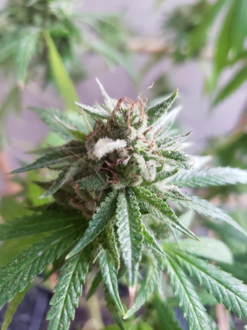 Gorilla Cookies FF - Outdoor 2026. Week 18