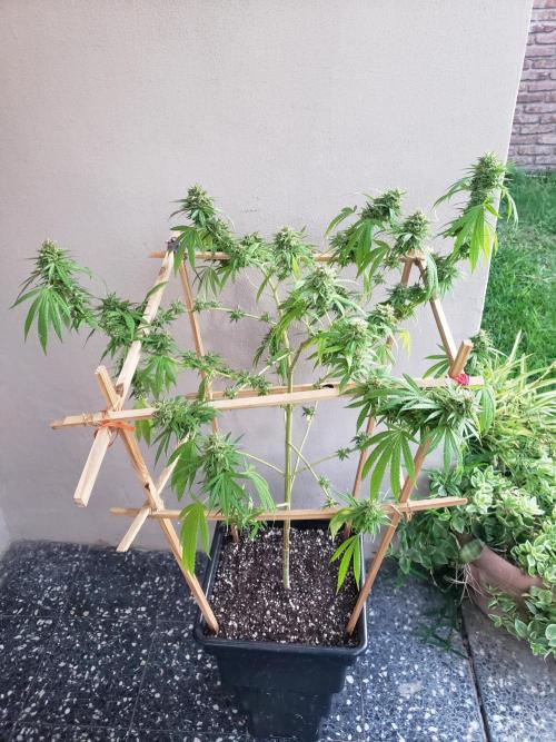 Gorilla Cookies FF - Outdoor 2026. Week 18