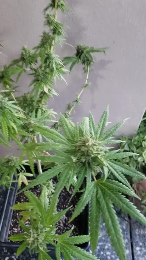 BIG BANG  divine seeds - Outdoor2026