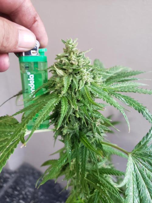 BIG BANG  divine seeds - Outdoor2026. Week 21