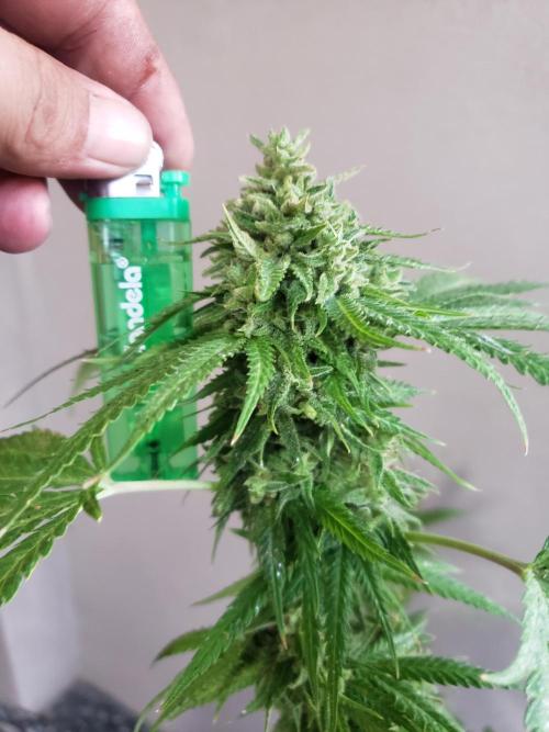BIG BANG  divine seeds - Outdoor2026. Week 21