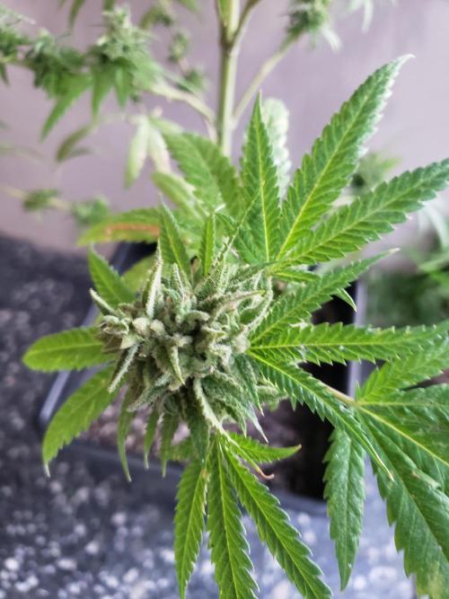 BIG BANG  divine seeds - Outdoor2026. Week 21