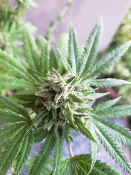 BIG BANG  divine seeds - Outdoor2026. Week 21