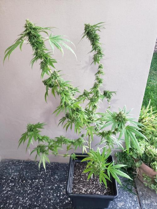 BIG BANG  divine seeds - Outdoor2026. Week 21
