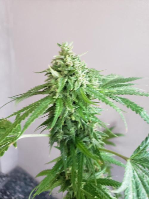 Big Bang. Week 21