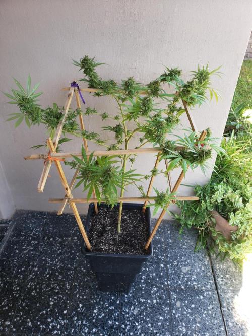 Gorilla Cookies FF - Outdoor 2026. Week 19