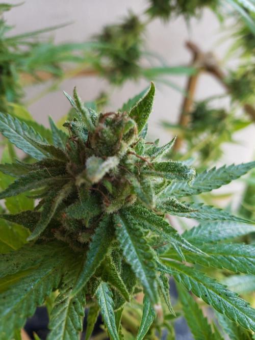 Gorilla Cookies FF - Outdoor 2026. Week 19