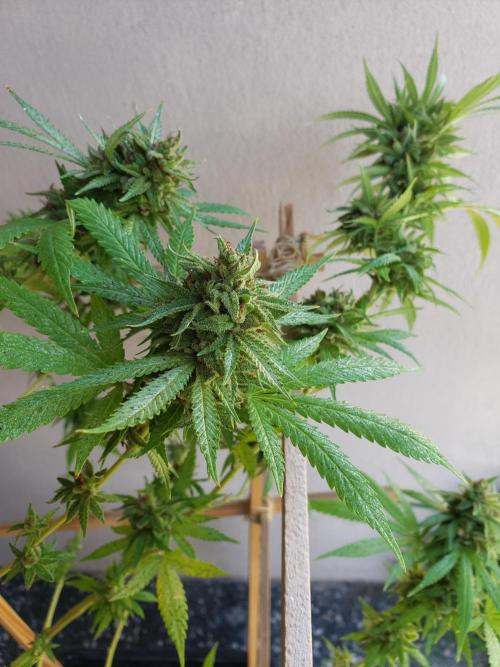 Gorilla Cookies FF - Outdoor 2026. Week 19