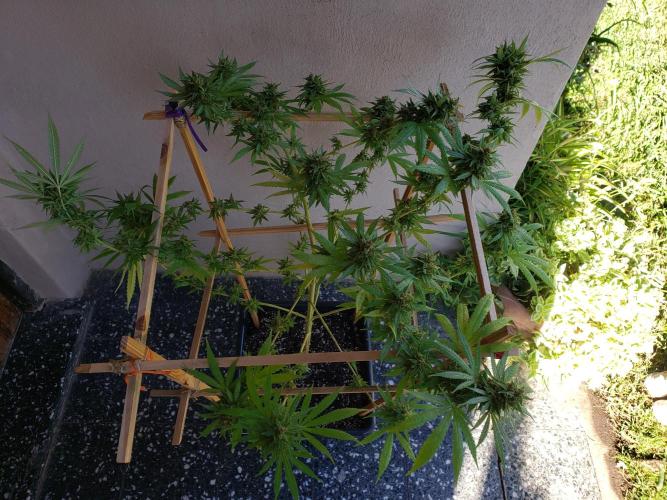 Gorilla Cookies FF - Outdoor 2026. Week 19