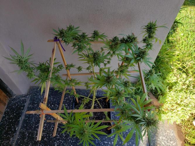 Gorilla Cookies FF - Outdoor 2026. Week 19