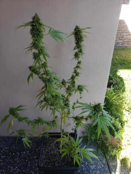BIG BANG  divine seeds - Outdoor2026. Week 22