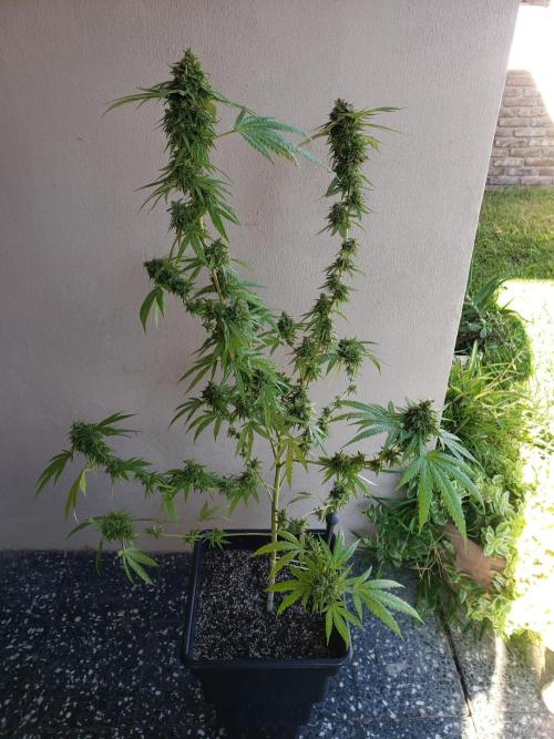BIG BANG  divine seeds - Outdoor2026. Week 22