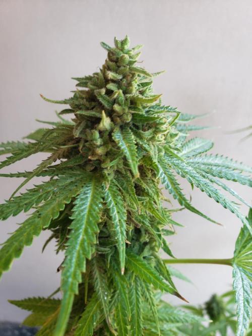 BIG BANG  divine seeds - Outdoor2026. Week 22