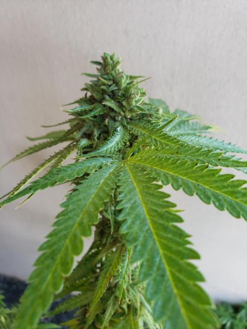 BIG BANG  divine seeds - Outdoor2026. Week 22