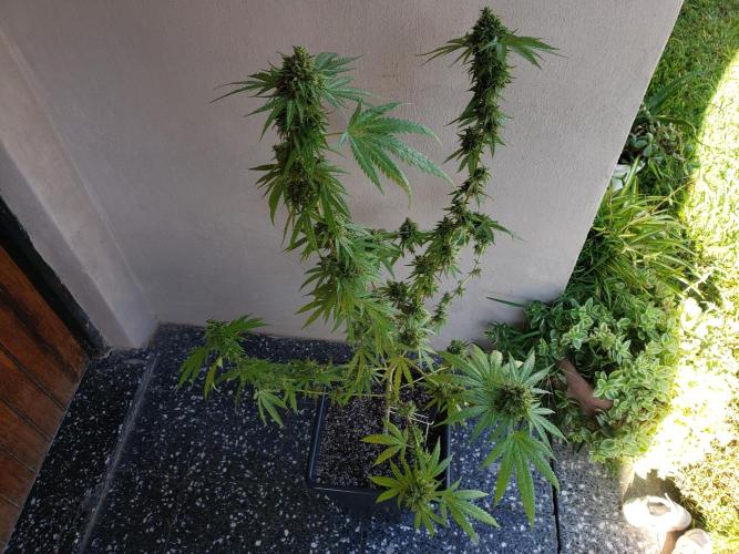 BIG BANG  divine seeds - Outdoor2026. Week 22