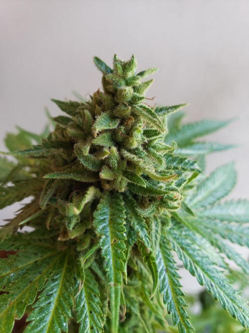 BIG BANG  divine seeds - Outdoor2026. Week 22