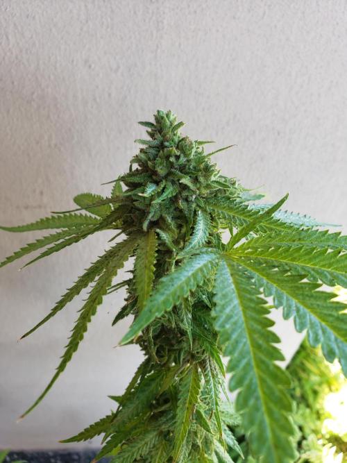 BIG BANG  divine seeds - Outdoor2026. Week 22