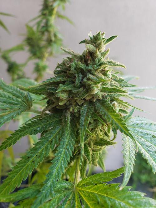 BIG BANG  divine seeds - Outdoor2026. Week 22