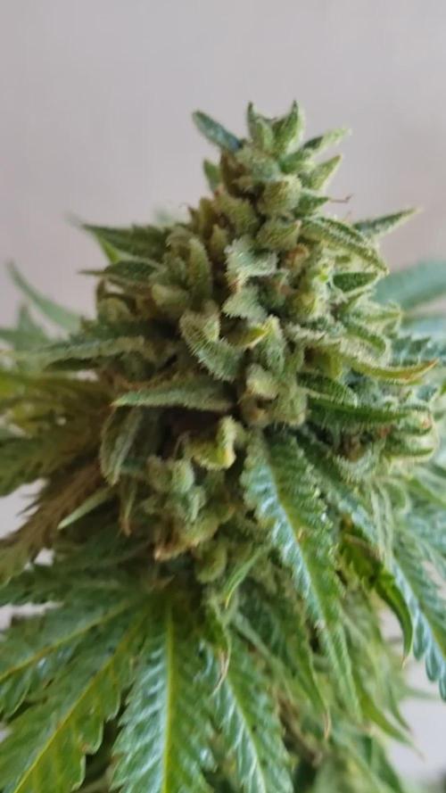 BIG BANG divine seeds - Outdoor2026