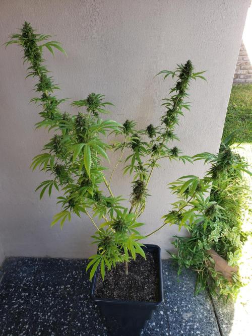 Laughing Budda  - Outdoor 2026. Week 23