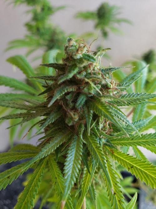 Laughing Budda  - Outdoor 2026. Week 23