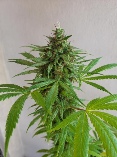 Laughing Budda  - Outdoor 2026. Week 23