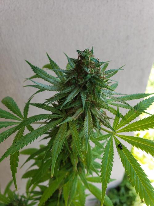 Laughing Budda  - Outdoor 2026. Week 23