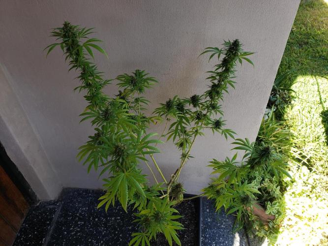 Laughing Budda  - Outdoor 2026. Week 23