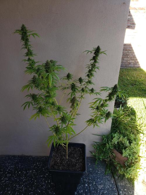 Laughing Budda  - Outdoor 2026. Week 23