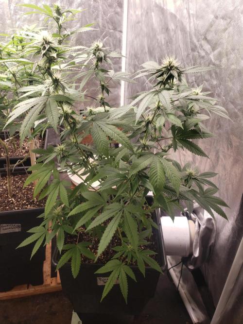 Permanent Bluez indoor. Week 10