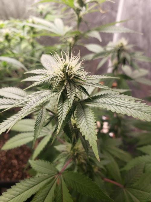 Permanent Bluez indoor. Week 10