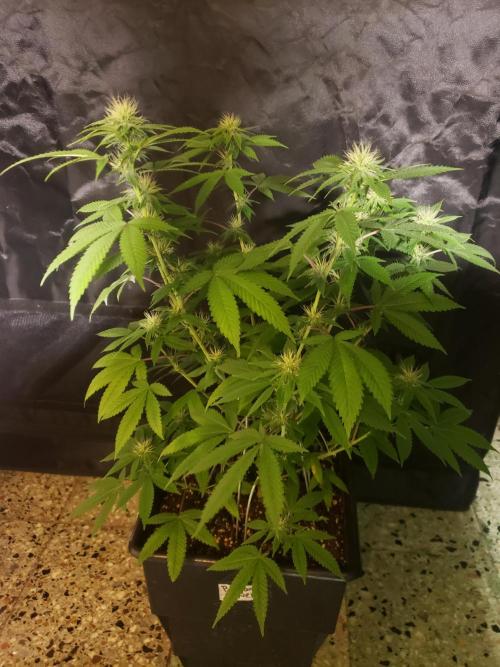 Permanent Bluez indoor. Week 10