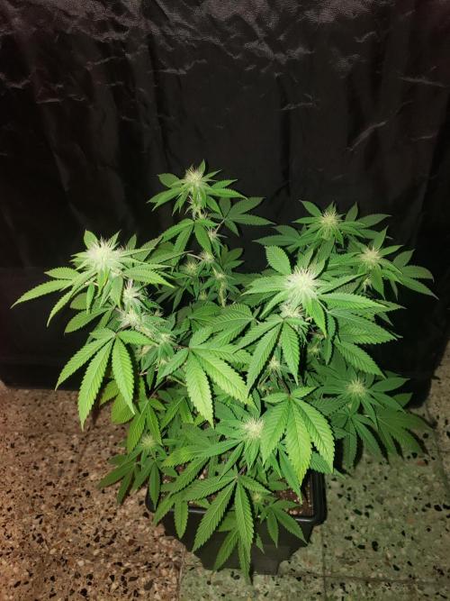 Permanent Bluez indoor. Week 10
