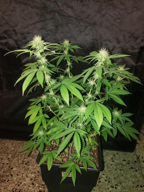 Permanent Bluez indoor. Week 10