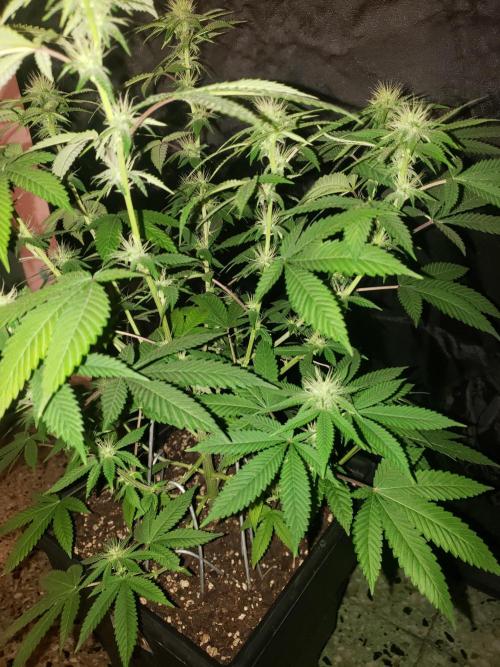 Permanent Bluez indoor. Week 10