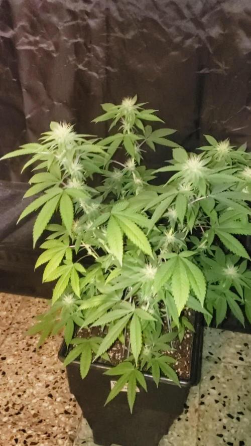 Permanent Bluez indoor