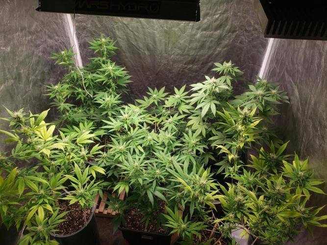 Gorilla🦍 Cookies🍪 FF - indoor. Week 9