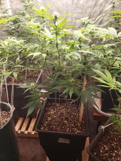 Gorilla🦍 Cookies🍪 FF - indoor. Week 9
