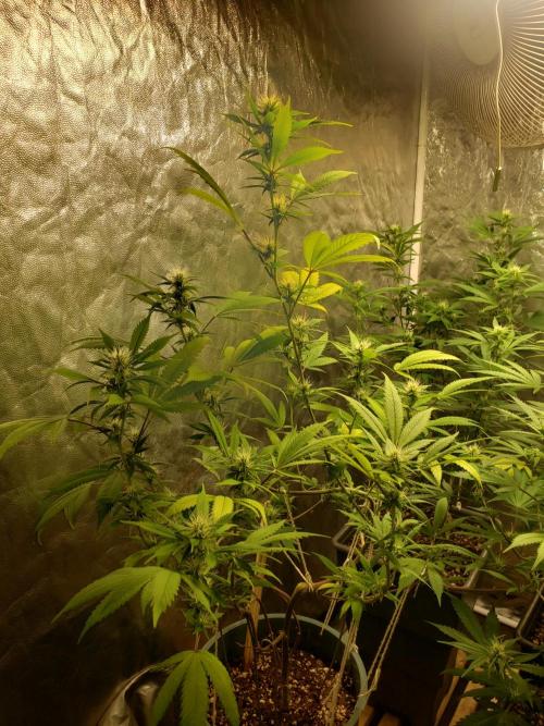Gorilla🦍 Cookies🍪 FF - indoor. Week 9