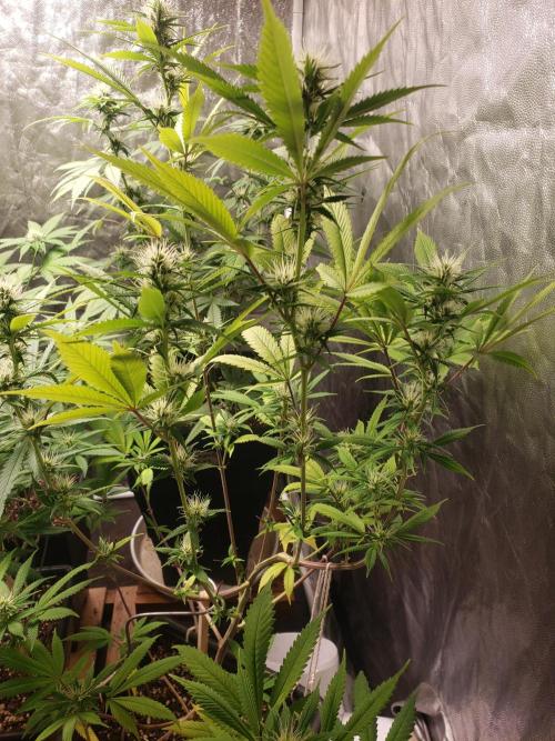 Gorilla🦍 Cookies🍪 FF - indoor. Week 9