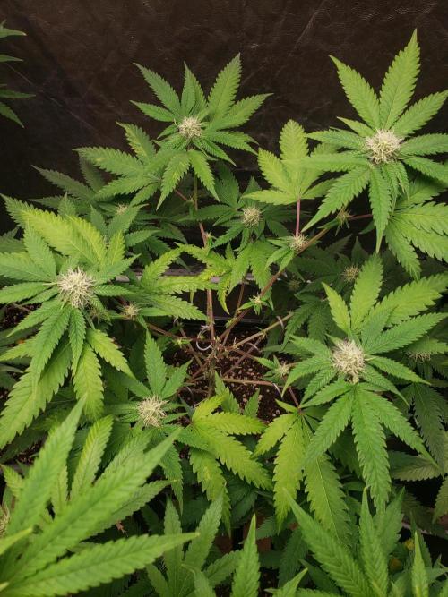 Gorilla🦍 Cookies🍪 FF - indoor. Week 9