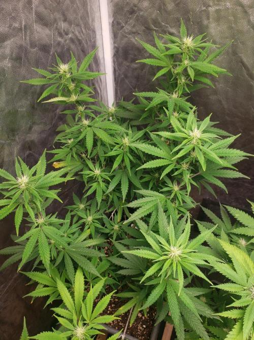 Gorilla🦍 Cookies🍪 FF - indoor. Week 9