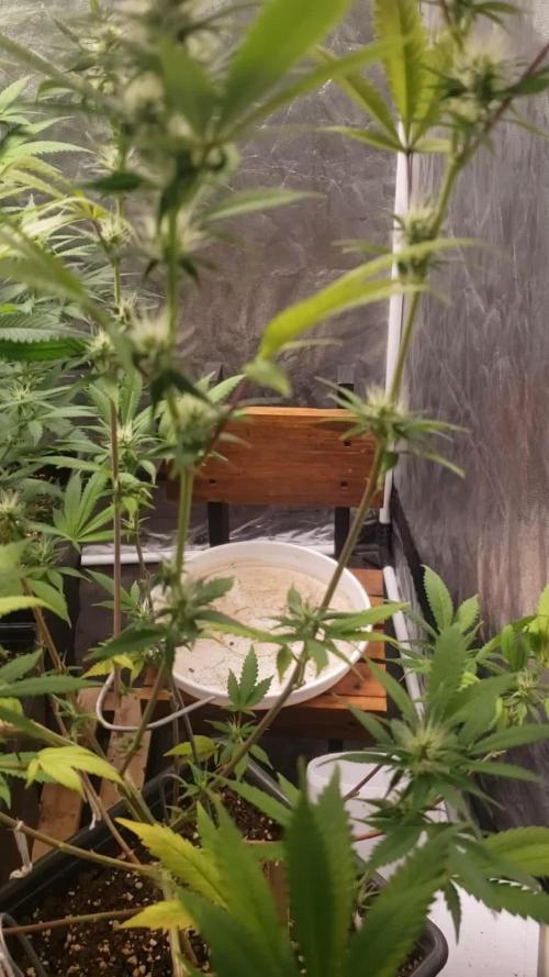 Gorilla🦍 Cookies🍪 FF - indoor