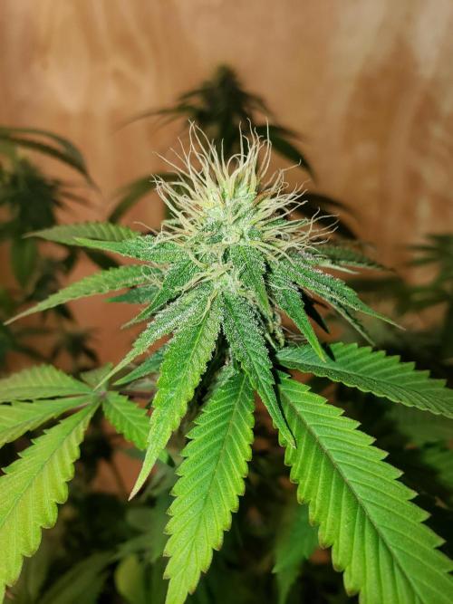 Permanent Bluez indoor. Week 11