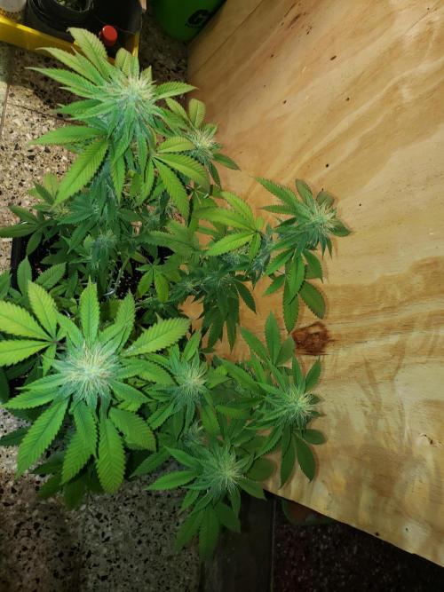 Permanent Bluez indoor. Week 11