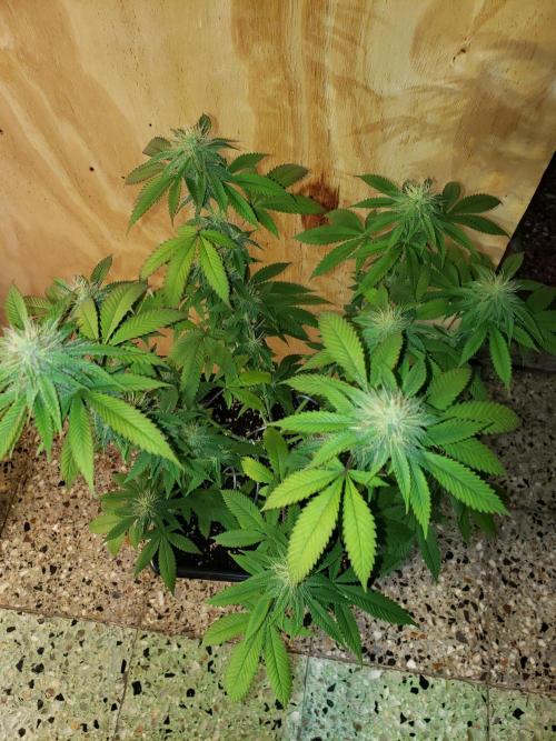 Permanent Bluez indoor. Week 11