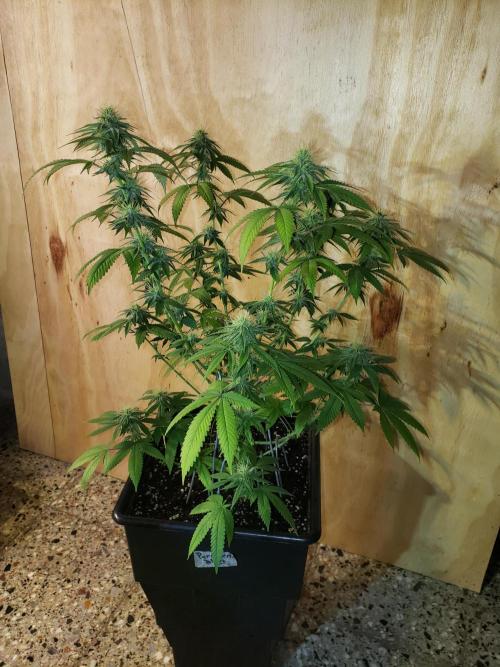 Permanent Bluez indoor. Week 11