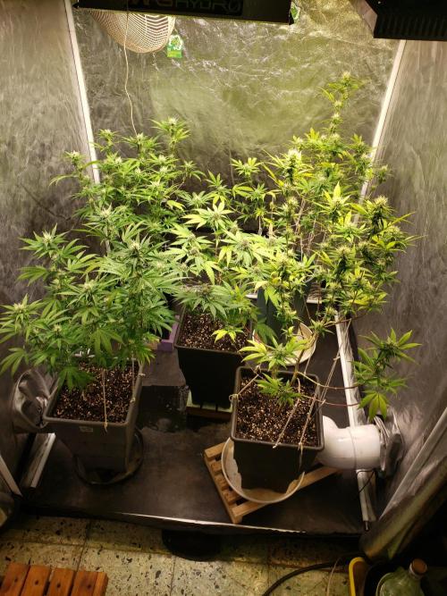 Gorilla🦍 Cookies🍪 FF - indoor. Week 10